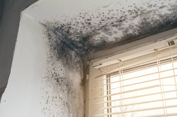 Affordable Commercial Mold Remediation solutions in North Carolina, NC